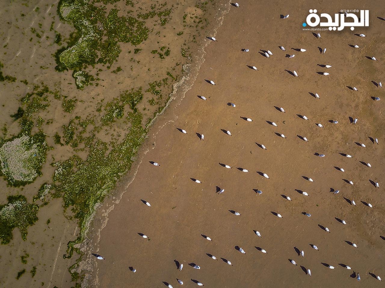 نوارس على شاطئ محمية الجهراء 