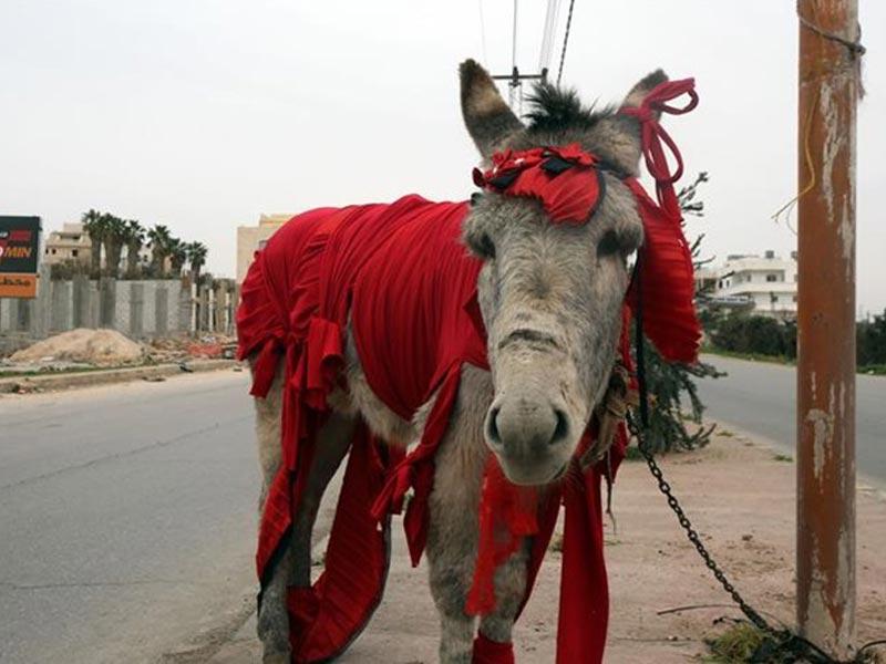 الشرطة تعتقل حماراً بسبب «القمار»!