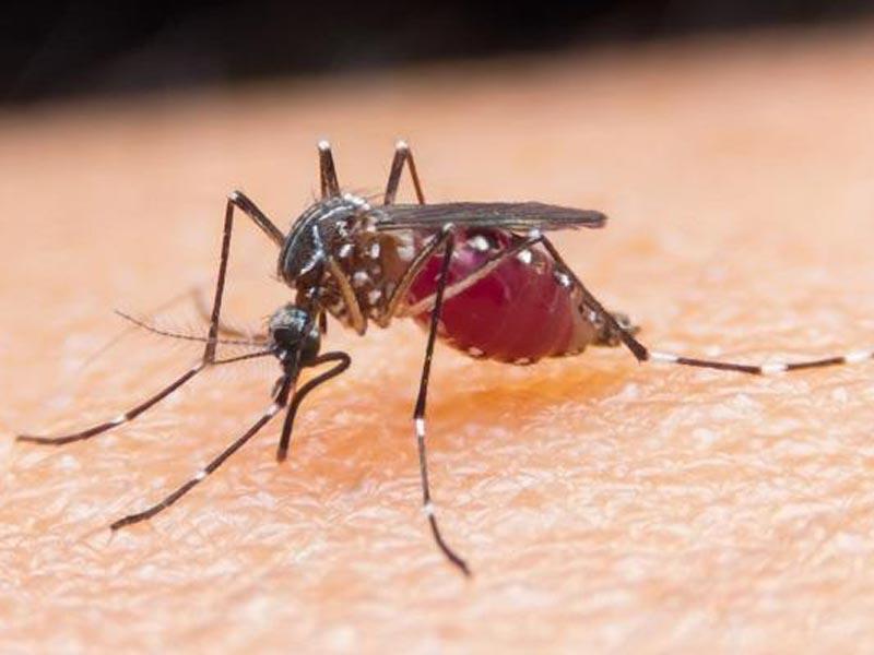 أميركا تحارب الملاريا بالبعوض