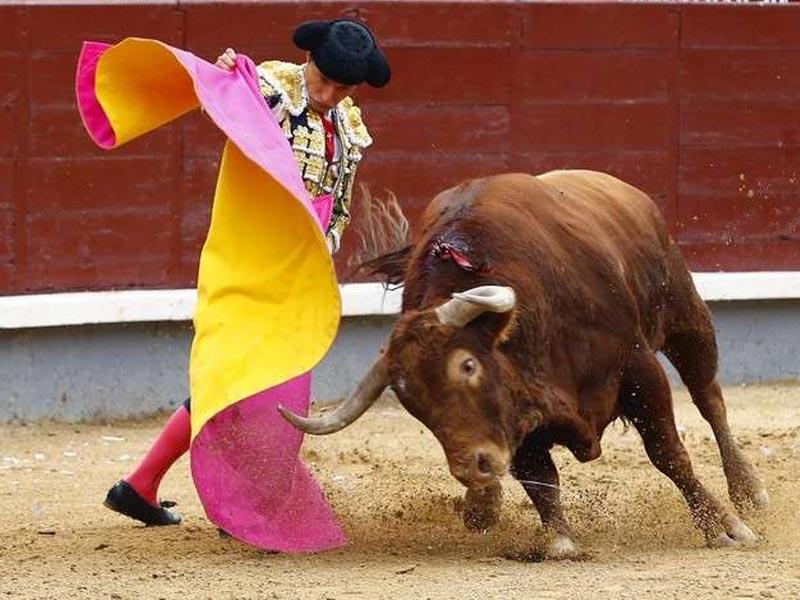 محترفون وهواة في مصارعة الثيران في تظاهرات مختلفة بإسبانيا