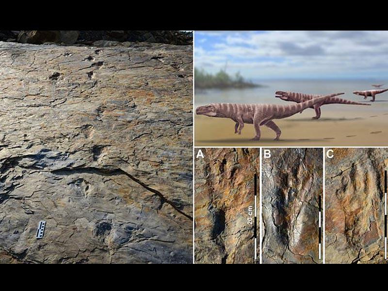 آثار الحيوان الذي تم اكتشاف اثارة وهو من نوع غير معروف سابقاً من جنس Batrachopus، كان يسمى Batrachopus grandis والذي يعتبر من اوائل أصناف التماسيح