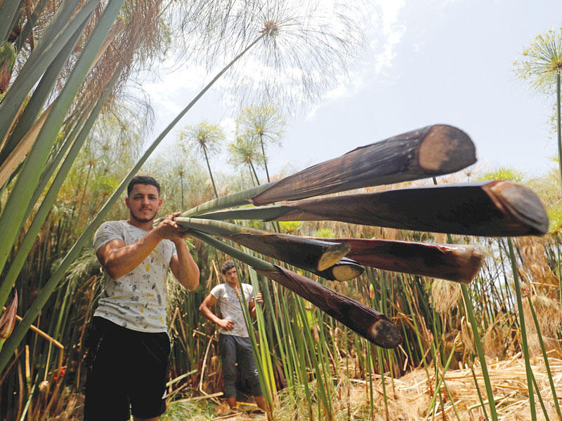 مصري يحمل نبات البردي داخل مزرعة في محافظة الشرقية السبت الماضي (رويترز)