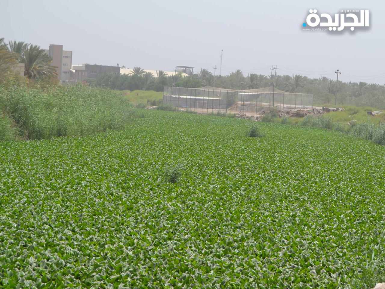«زهرة النيل» تجفف أنهار العراق وتقتل ثروته السمكية