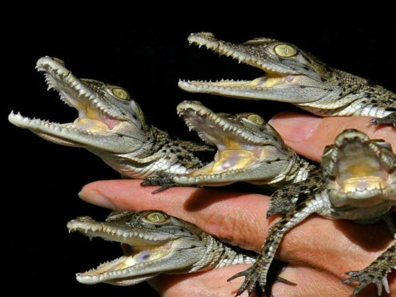 حتى التماسيح الصغيرة تُسرق!