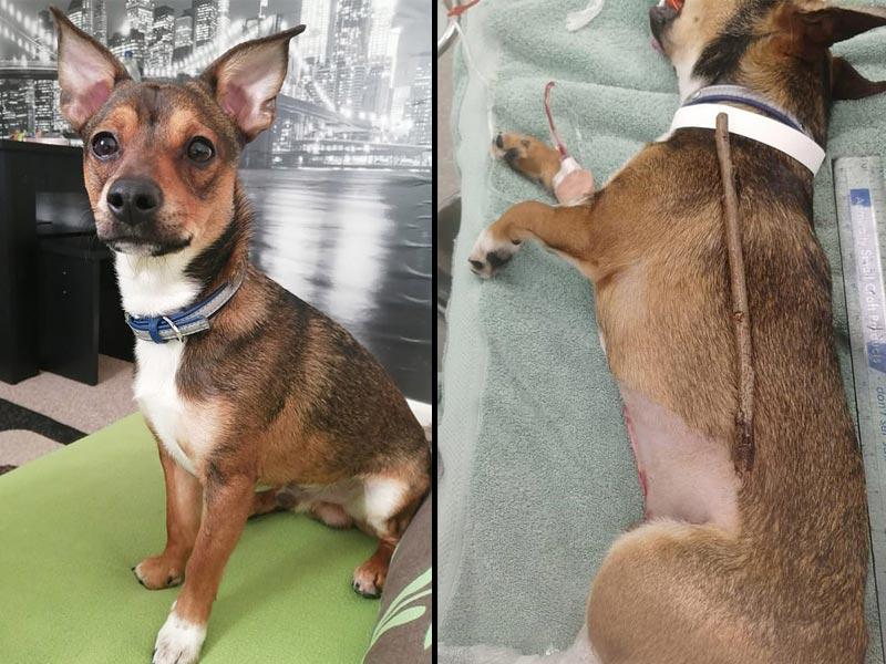 كلب إنكليزي يبتلع عصا طويلة