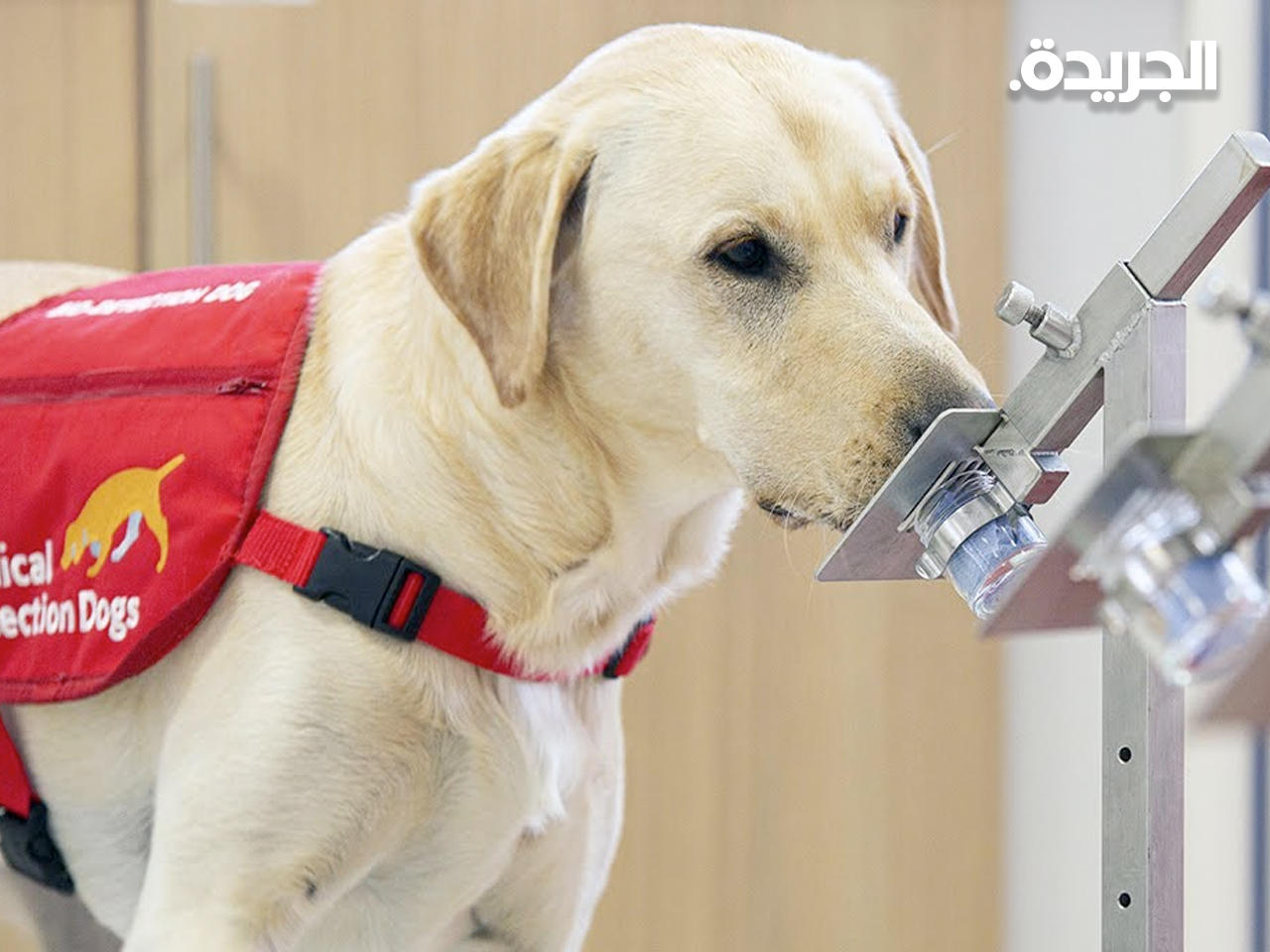 أحد الكلاب التي يتم تدريبها