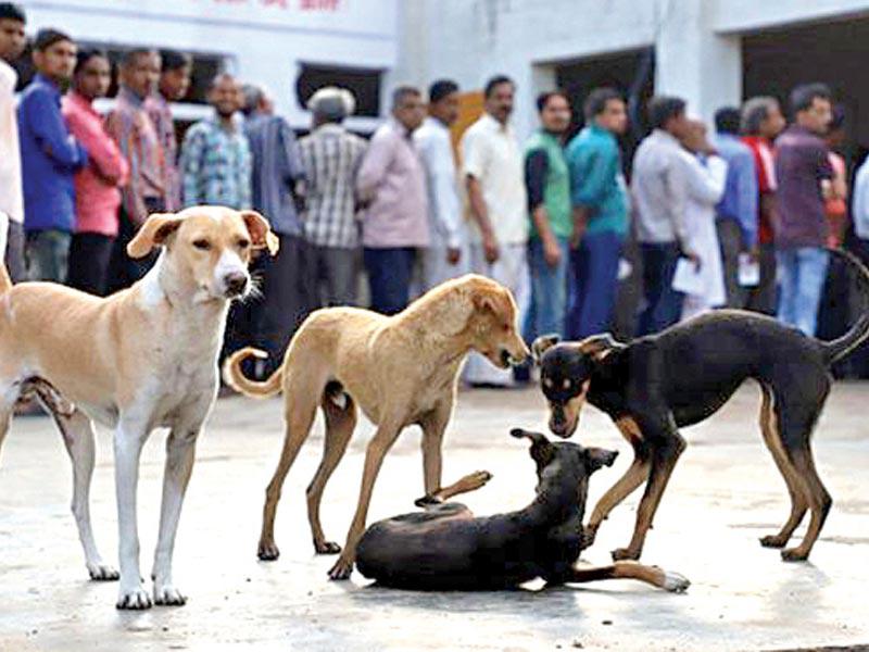 ولاية هندية تمنع بيع لحوم الكلاب 