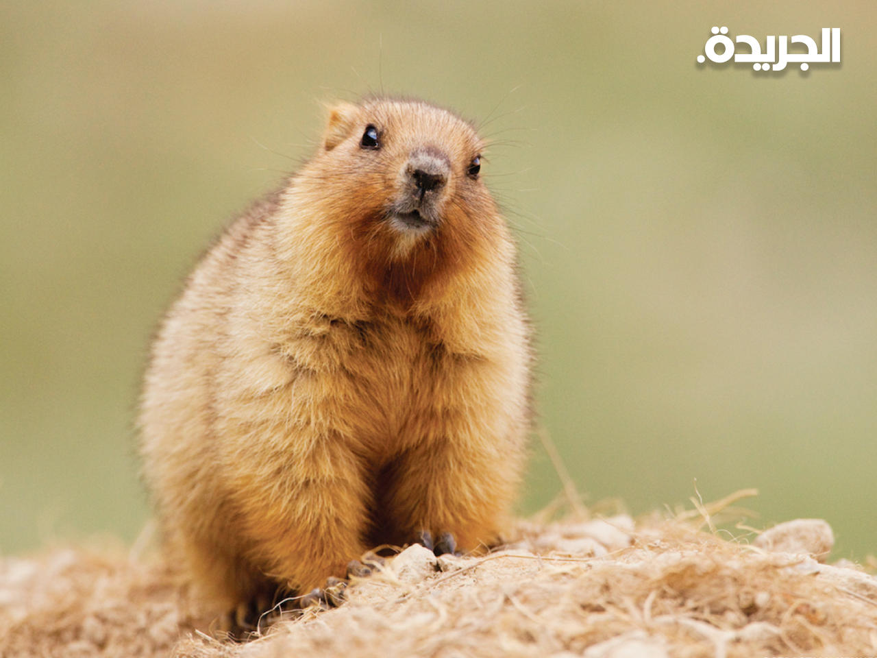 حيوان المرموط