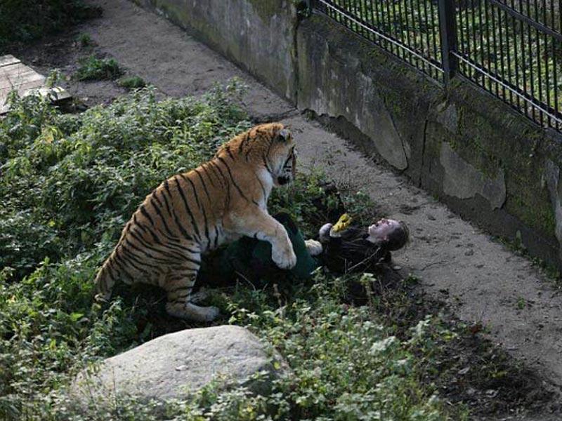 نمر سيبيري يقتل حارسته أمام الزوار!