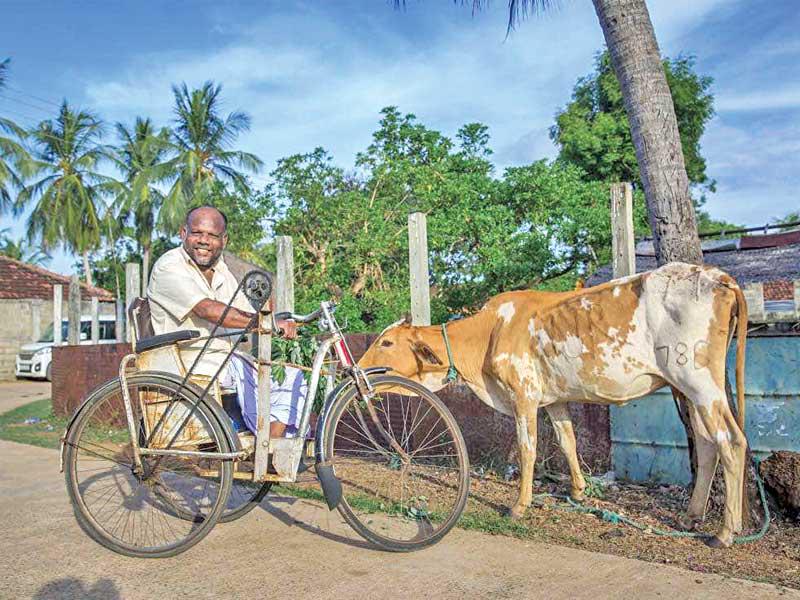 جانب من مشروع جمعية النجاة الخيرية لتوزيع ابقار حلوب في سريلانكا