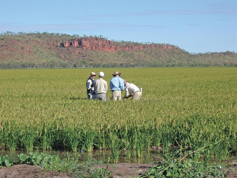 الجفاف يمنع الأستراليين من زراعة الأرز 