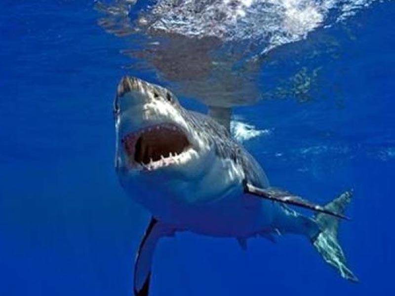 شرطي ينقذ طفلاً من القرش