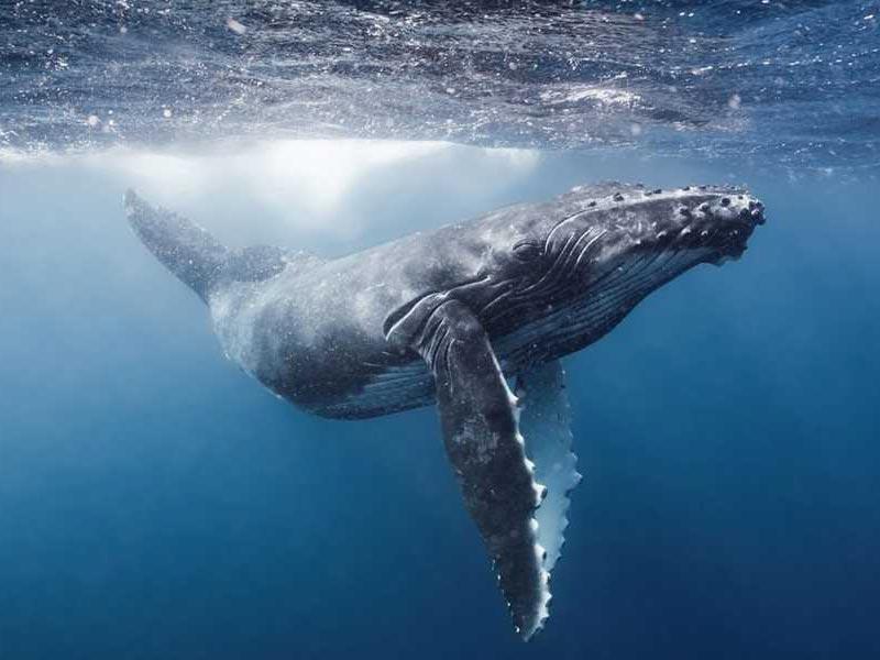 الدنماركيون ينحرون الحيتان