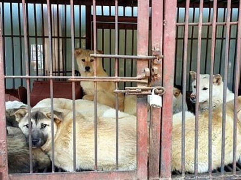 سيول تبدأ أكل كلابها