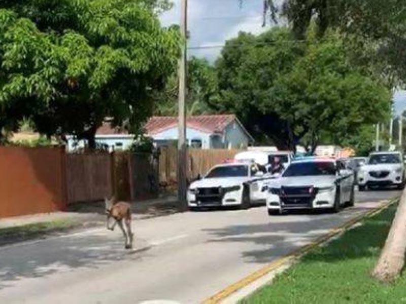 كنغر يثير الفوضى في فلوريدا