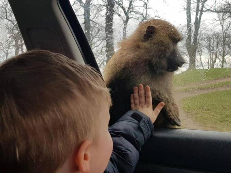 لقطة لأحد قردة البابون