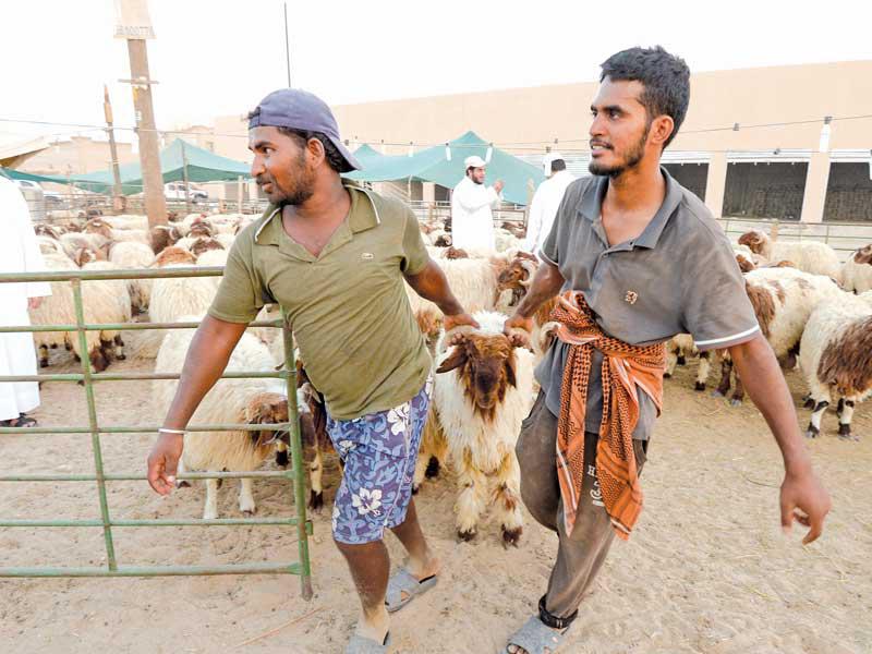 جانب من الإقبال على الأضاحي في كبد (تصوير نوفل إبراهيم)