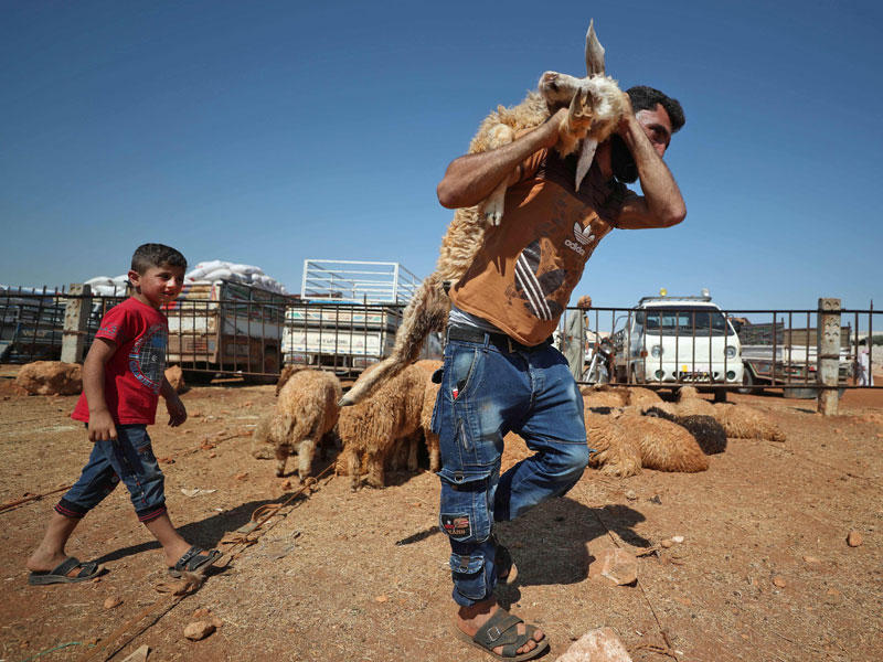 سوري يحمل خروفاً اشتراه من سوق الأضاحي بمنطقة الدانا في إدلب أمس (أ ف ب)n