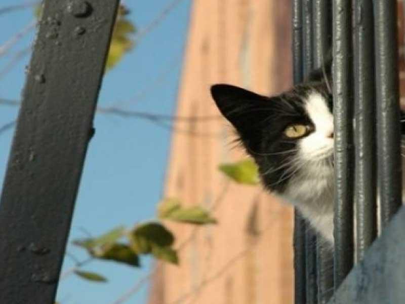 القبض على قطة حاولت تهريب المخدرات الى السجن