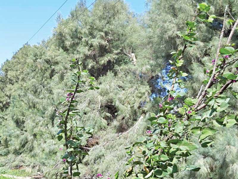 الأشجار وراء انقطاع الكهرباء 