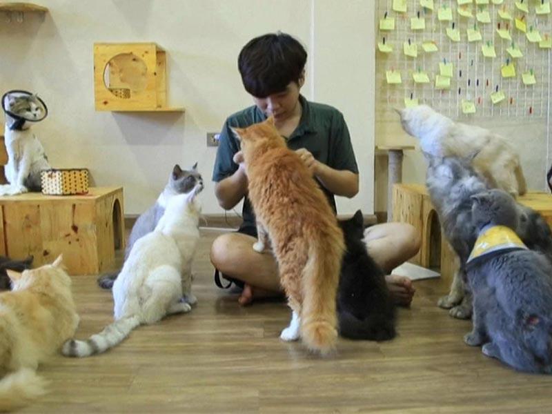 مقهى يضمد جراح الهررة النفسية