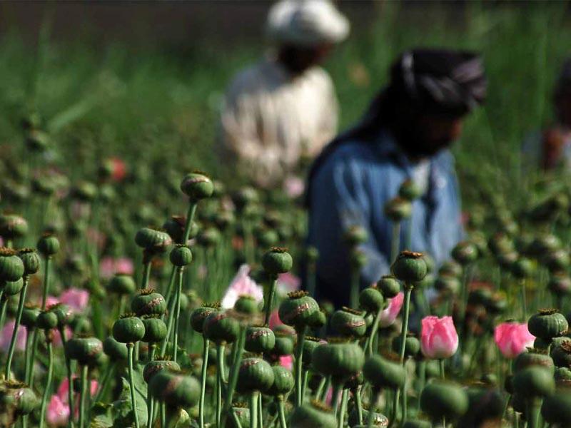 الأفيون أفضل من البطيخ أحياناً!