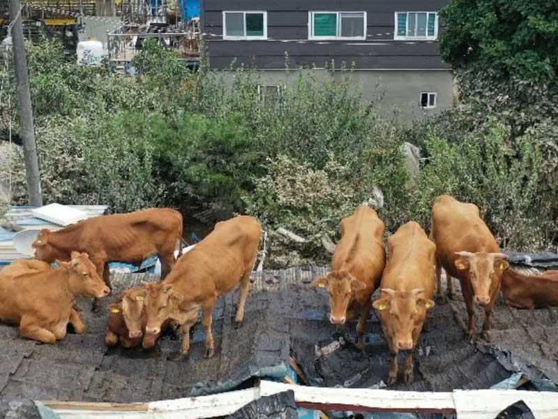 الابقار فوق اسطح المنازل