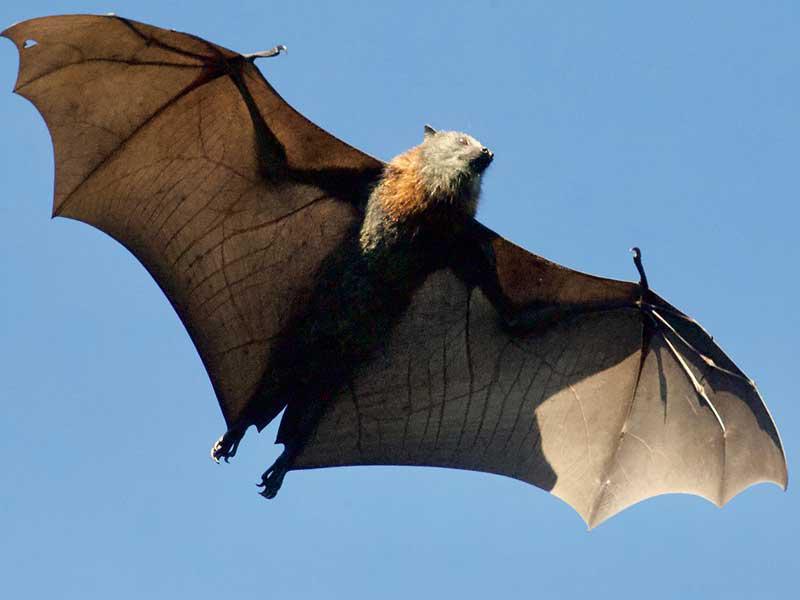 خفاش طائر (صورة تعبيرية)