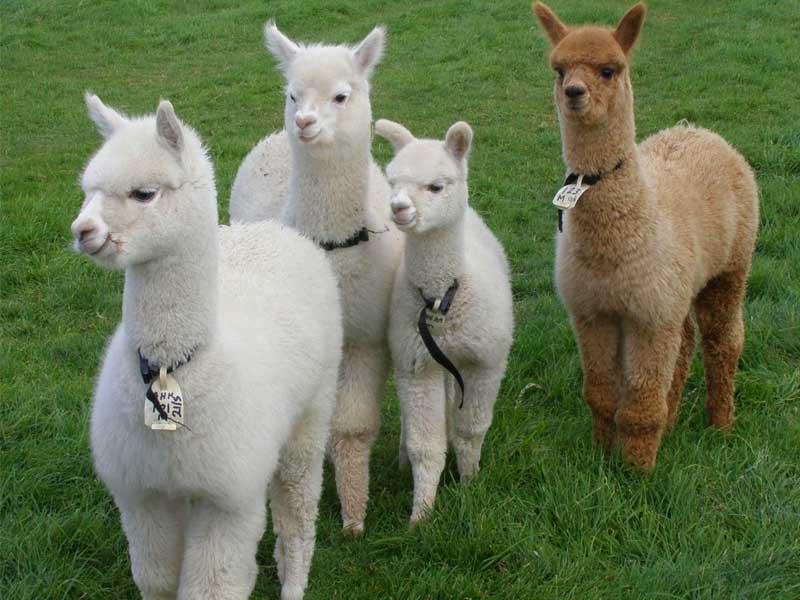 حيوانات الألبكة