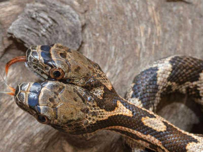  أفعى سامة نادرة ذات رأسين