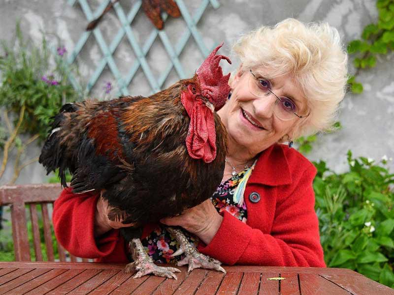 وفاة الديك مارسيل يسبب تظاهرة