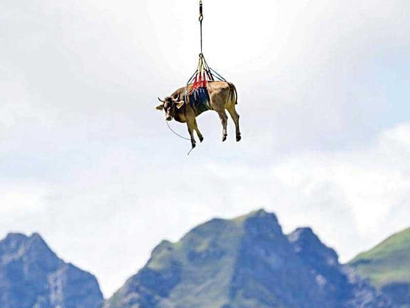 السويسريون ينقلون أبقارهم بالمروحية