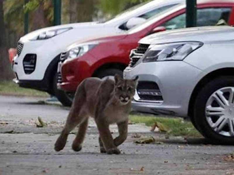 الشرطة التشيلية تلقي القبض على اسد يجول شوارع تشيلي