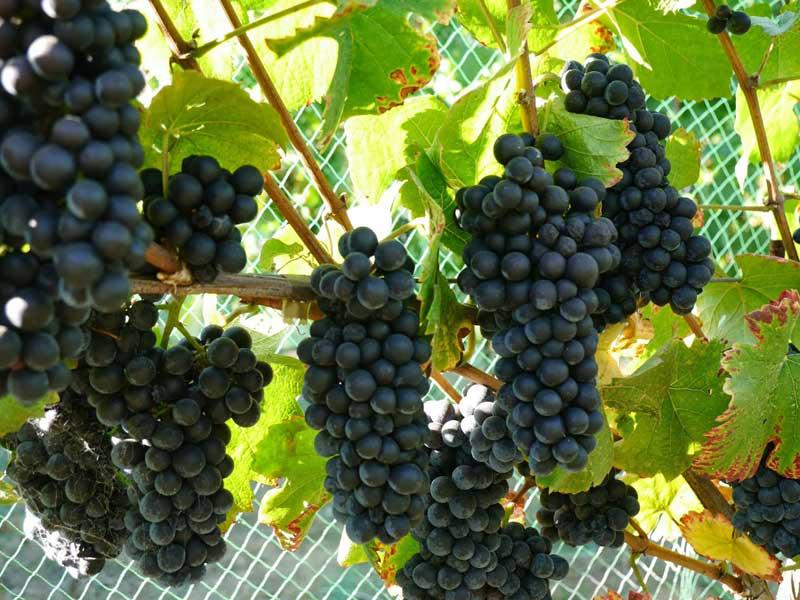 مزارع العنب في روسيا