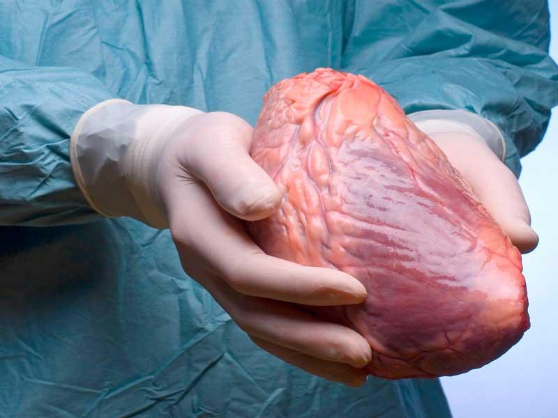 علماء في الولايات المتحدة يطورونا نماذج للقلب البشري