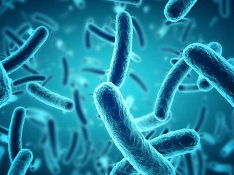 صورة مقطعية لبكتيريا