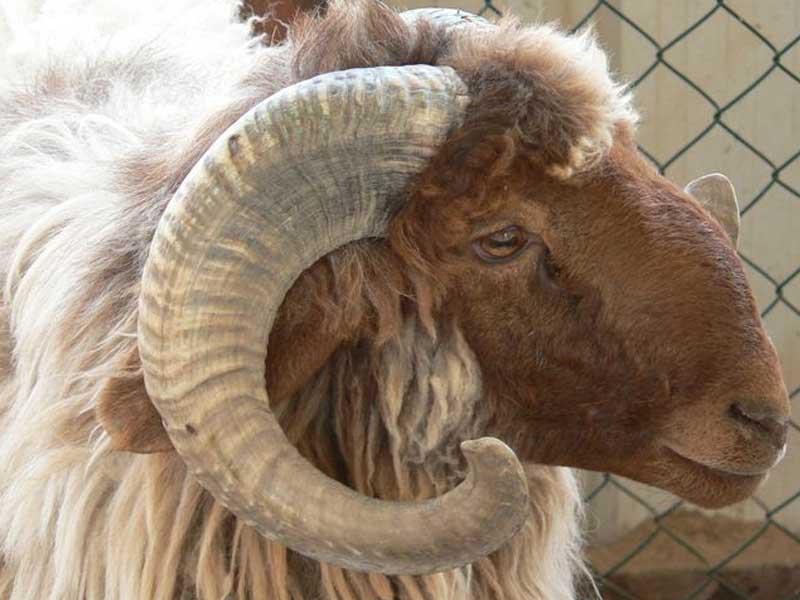 وفاة مسنة مصرية اثر تعرضها لنطحة خاروف