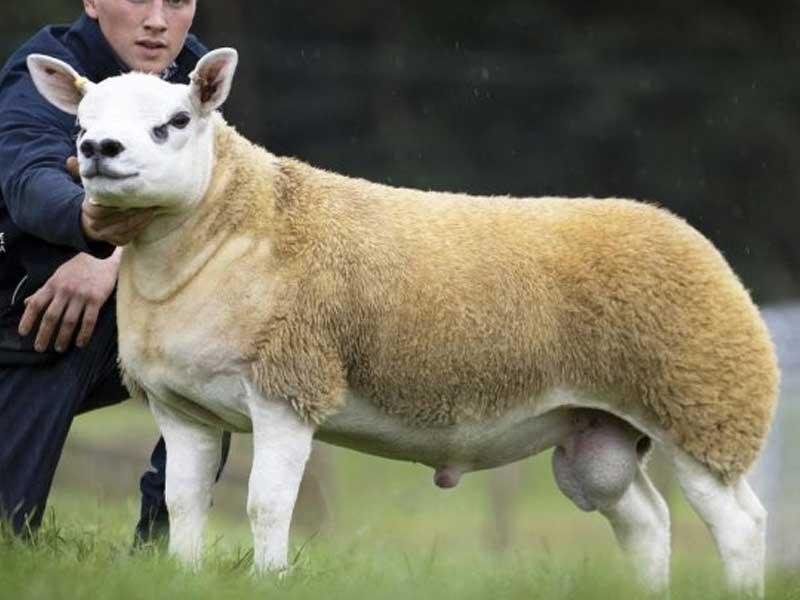 أغلى خروف في العالم 