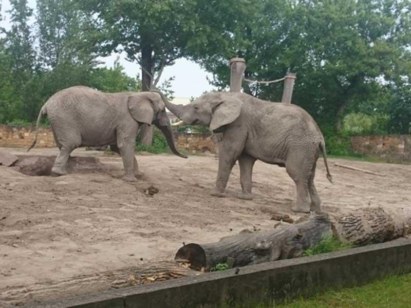 زوج من الفيلة في حديقة حيوان مدينة وارسو البولندية