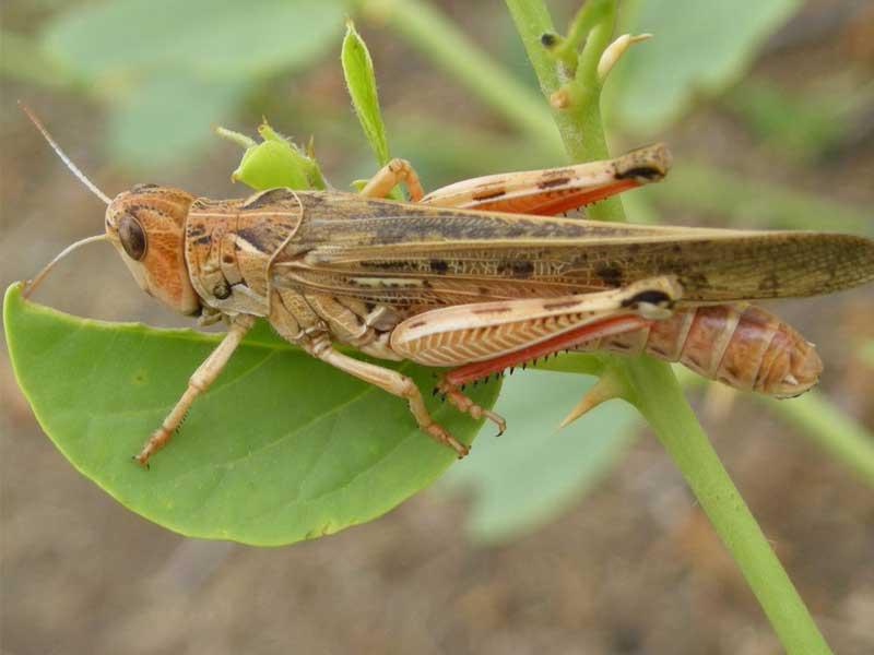 الجراد يدمر محصول المزارعين جنوب الصين