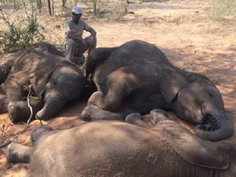 نفوق 12 فيلاً على مقربة من محمية هوانغي في زيمبابوي