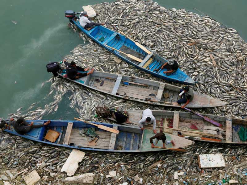 نفوق الاسماك جنوب العراق