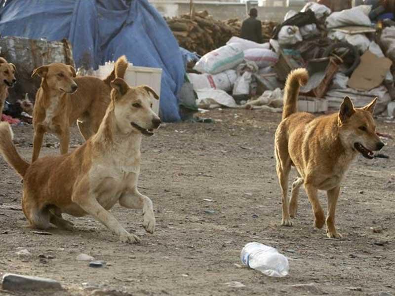 الكلاب الضالة في العاصمة البنغالية دكا