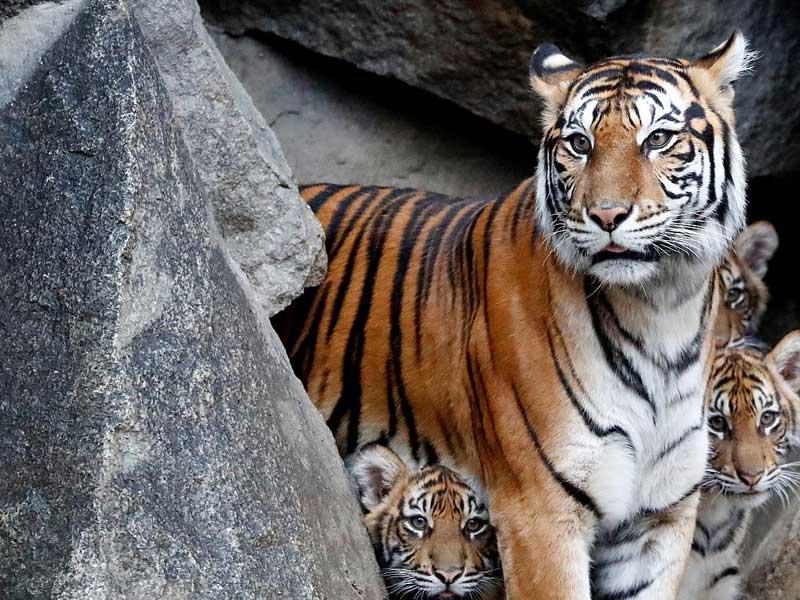 انثى نمر وصغارها