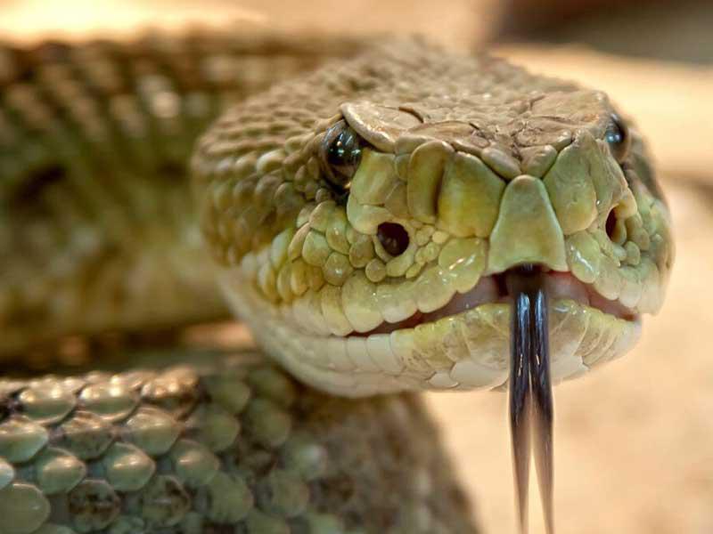 ثعبانان كبيران يسببان اضرار مادية لمتقاعد استرالي