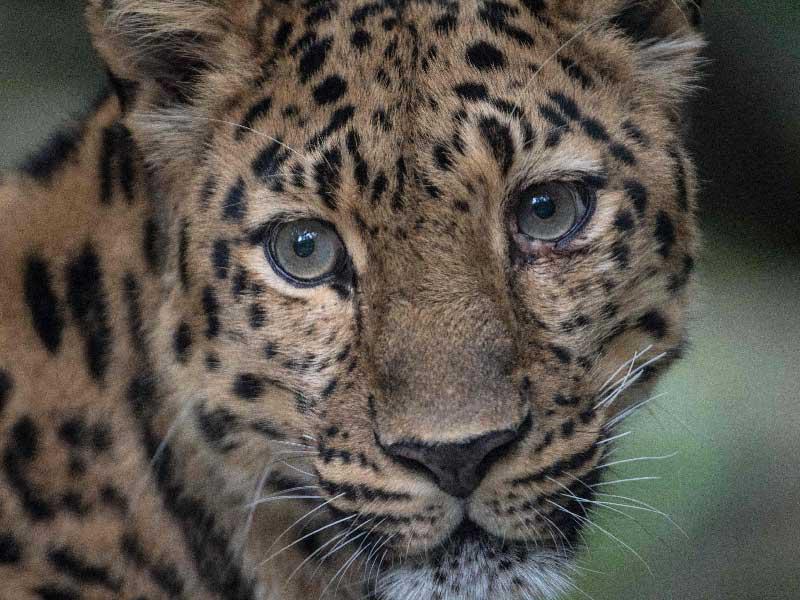 نمر يقتحم مطعم بجنوب إفريقيا بشكل مفاجئ