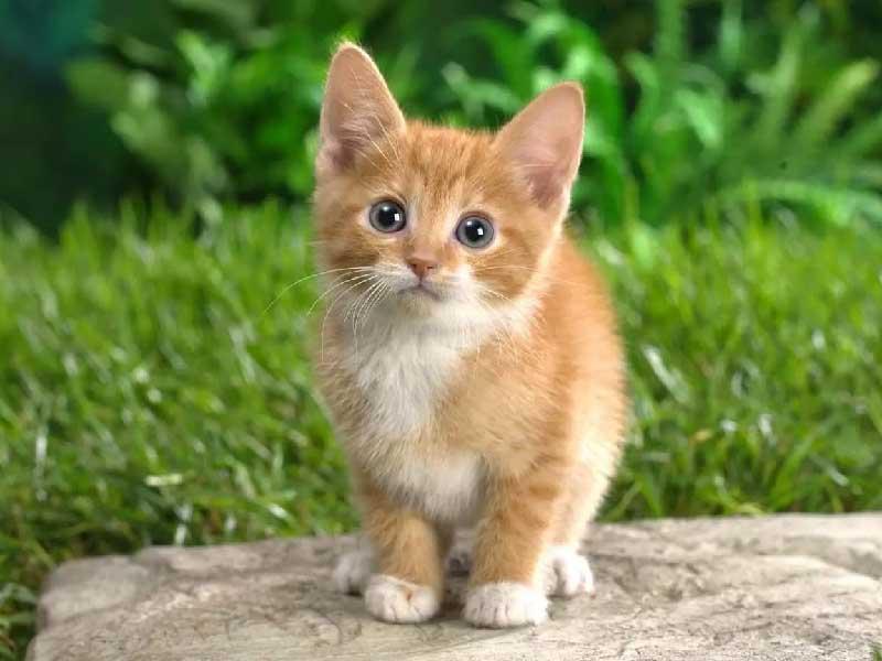 حيوانات اليفة