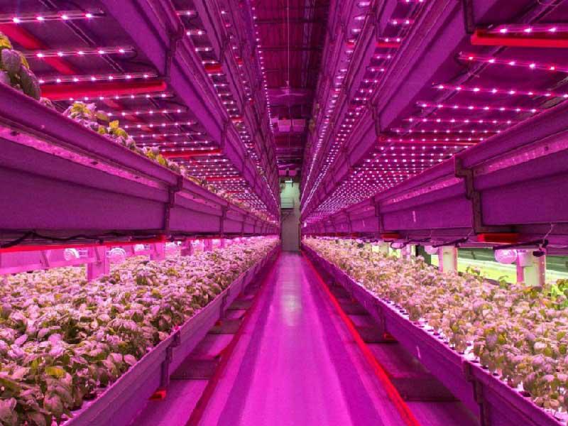  تنمو الفواكه والخضراوات على رفوف يقع بعضها فوق بعض في البرازيل