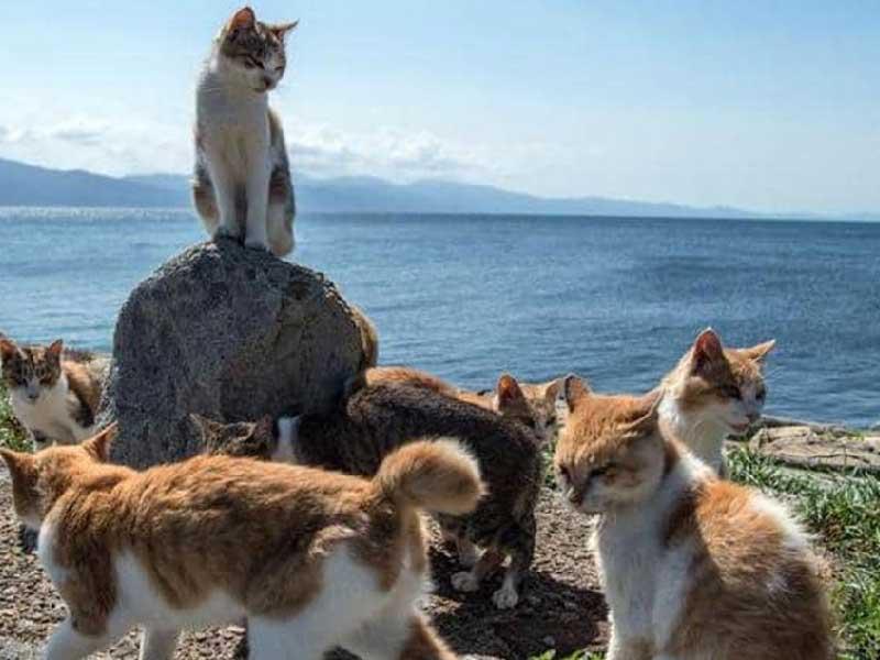 قطط مشرَدة جنوب اسبانيا