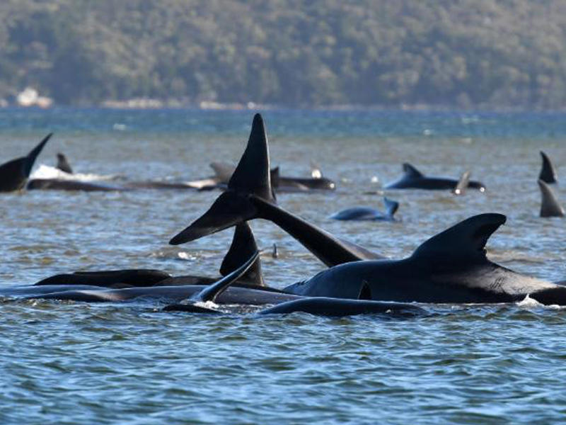 صورة للحيتان العالقة على ضفة رملية في تسمانيا ، جنوب أستراليا
